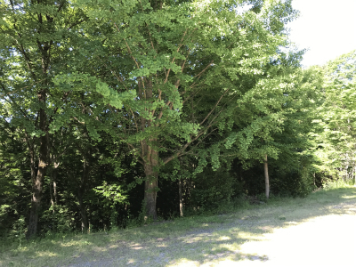 写真 2017-05-28 8 43 08.jpg