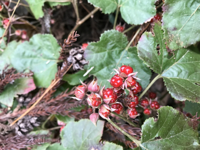 写真 2017-12-10 10 27 07.jpg