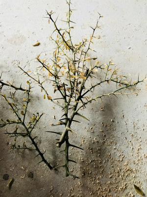 写真 2018-02-12 11 38 45.jpg