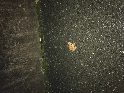 写真 2019-02-19 22 13 47.jpg